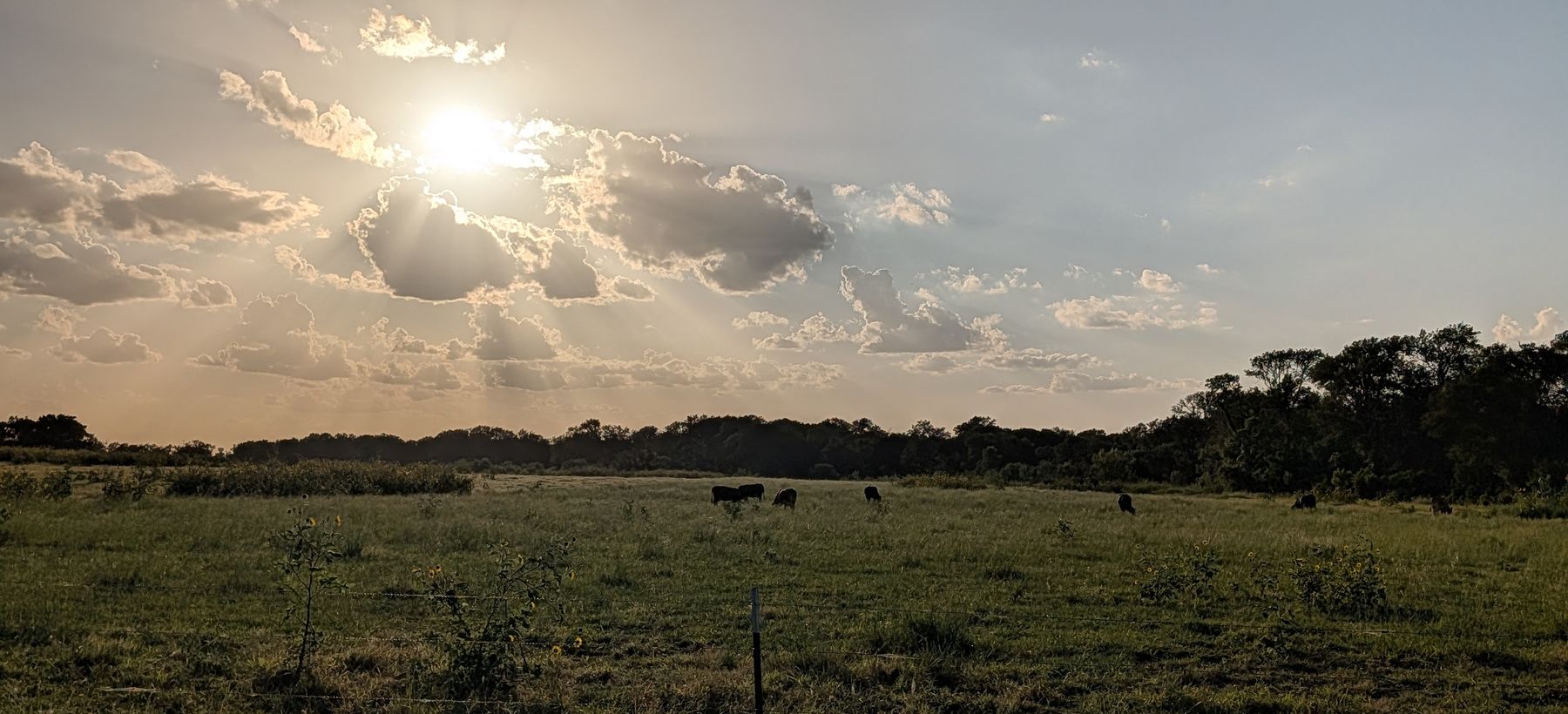 Late-afternoon sun over a pasture near Kyle, Texas, with grazing cattle, wild sunflowers and a barbed-wire fence